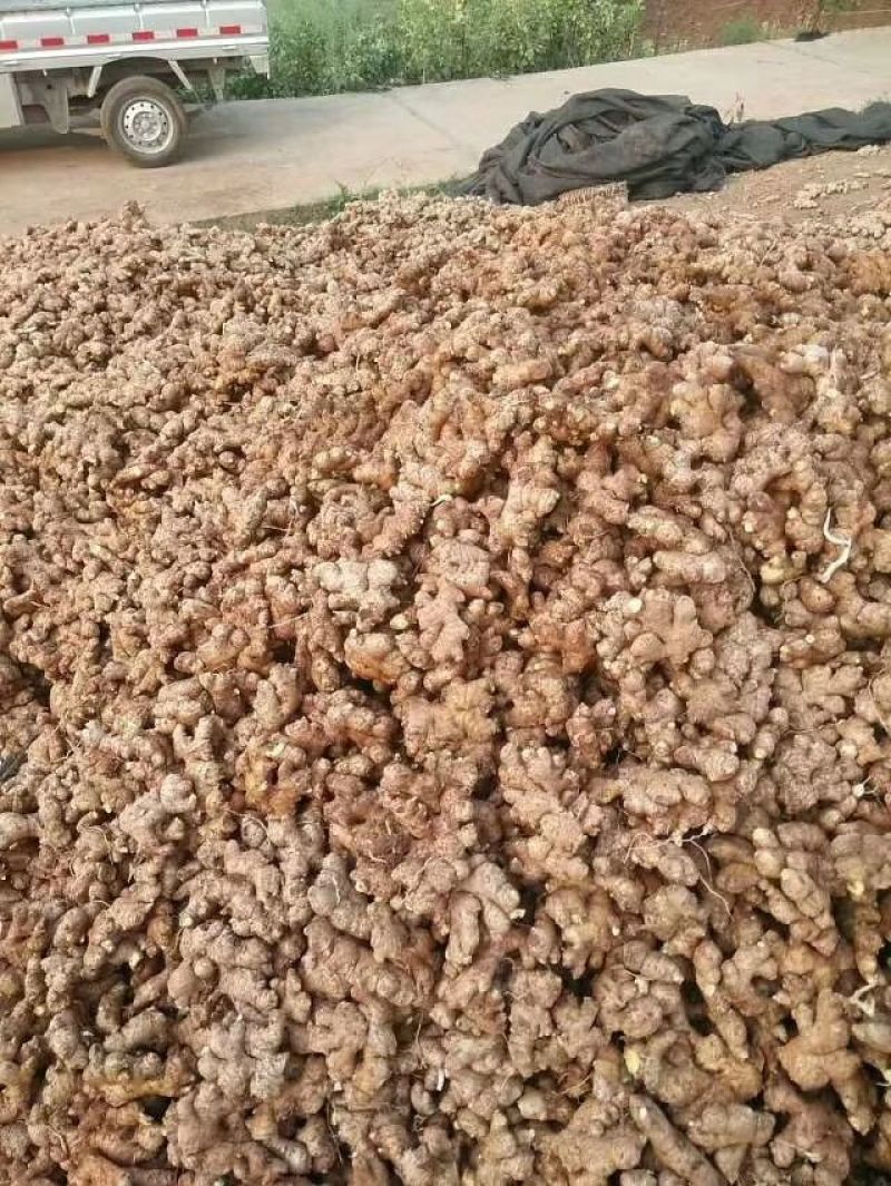 四川威远中黄姜大量供应产地直销
