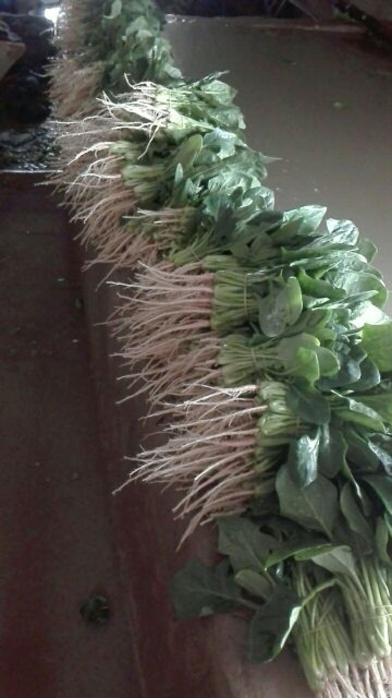 菠菜20~25厘米