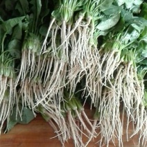 菠菜20~25厘米