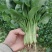 菠菜20~25厘米