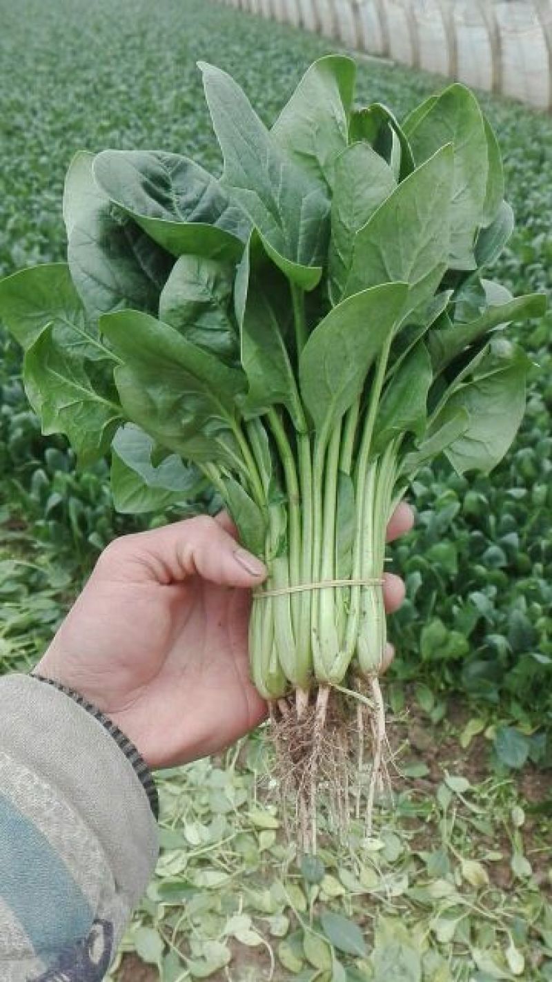 菠菜20~25厘米