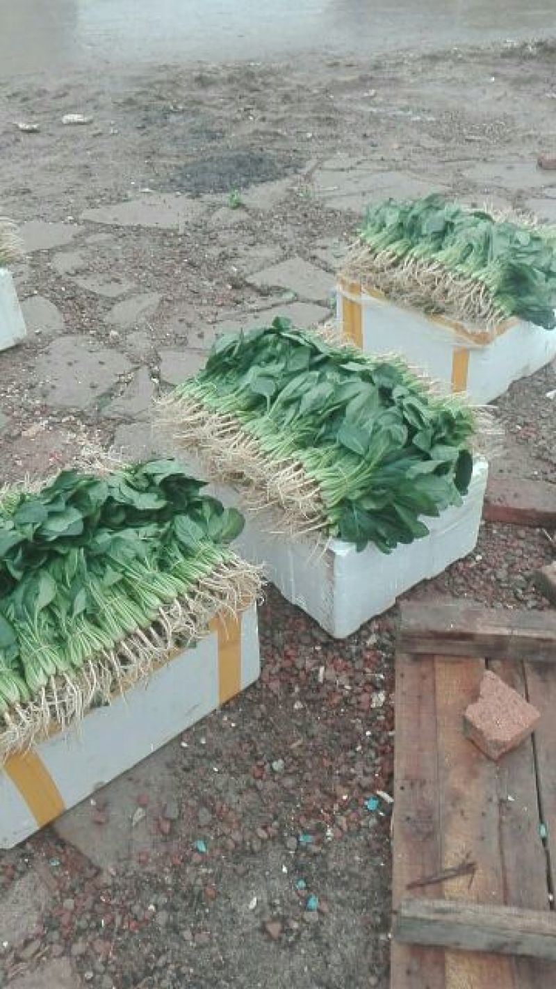 菠菜20~25厘米