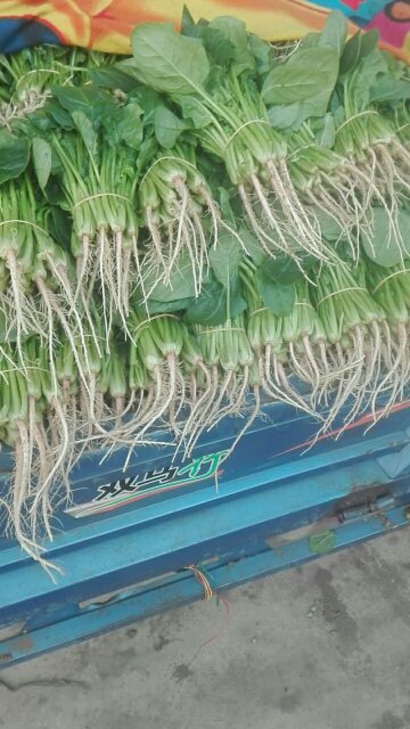 菠菜20~25厘米