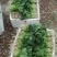 菠菜20~25厘米