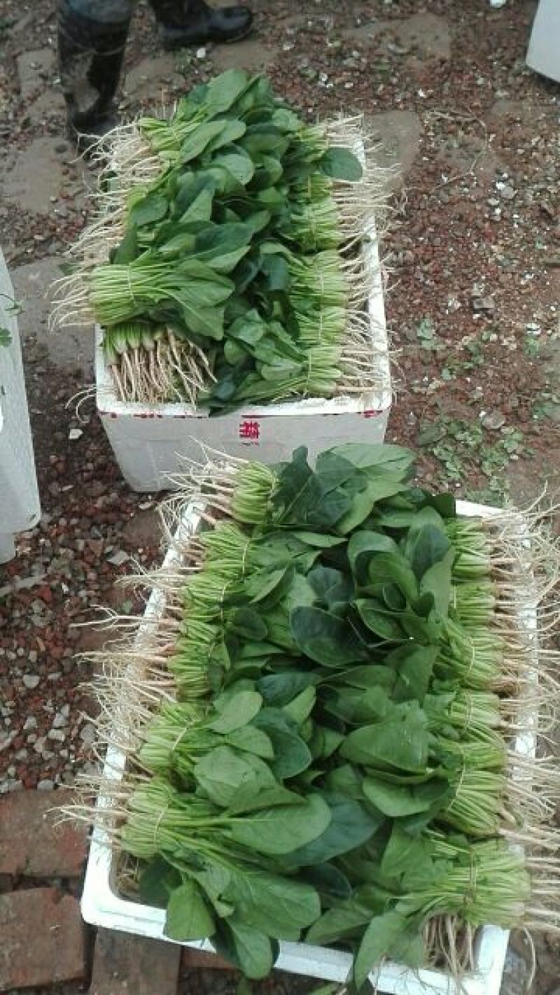 菠菜20~25厘米