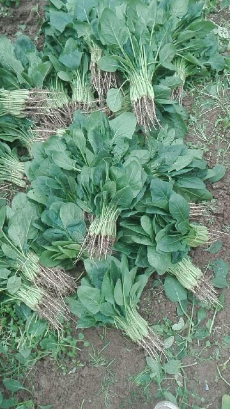 菠菜20~25厘米