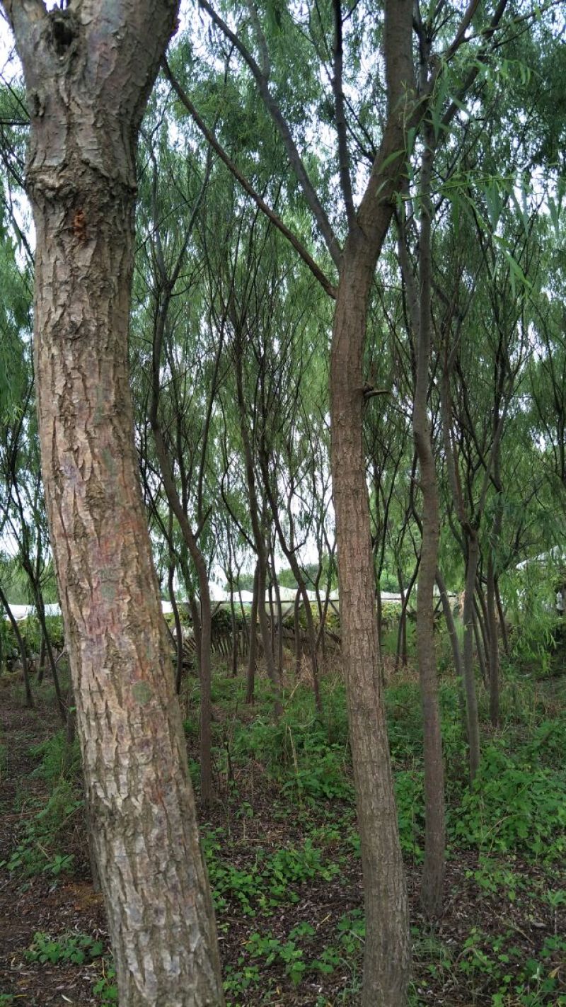 垂柳‘4公分，6公分，8公分，10公分大量有货