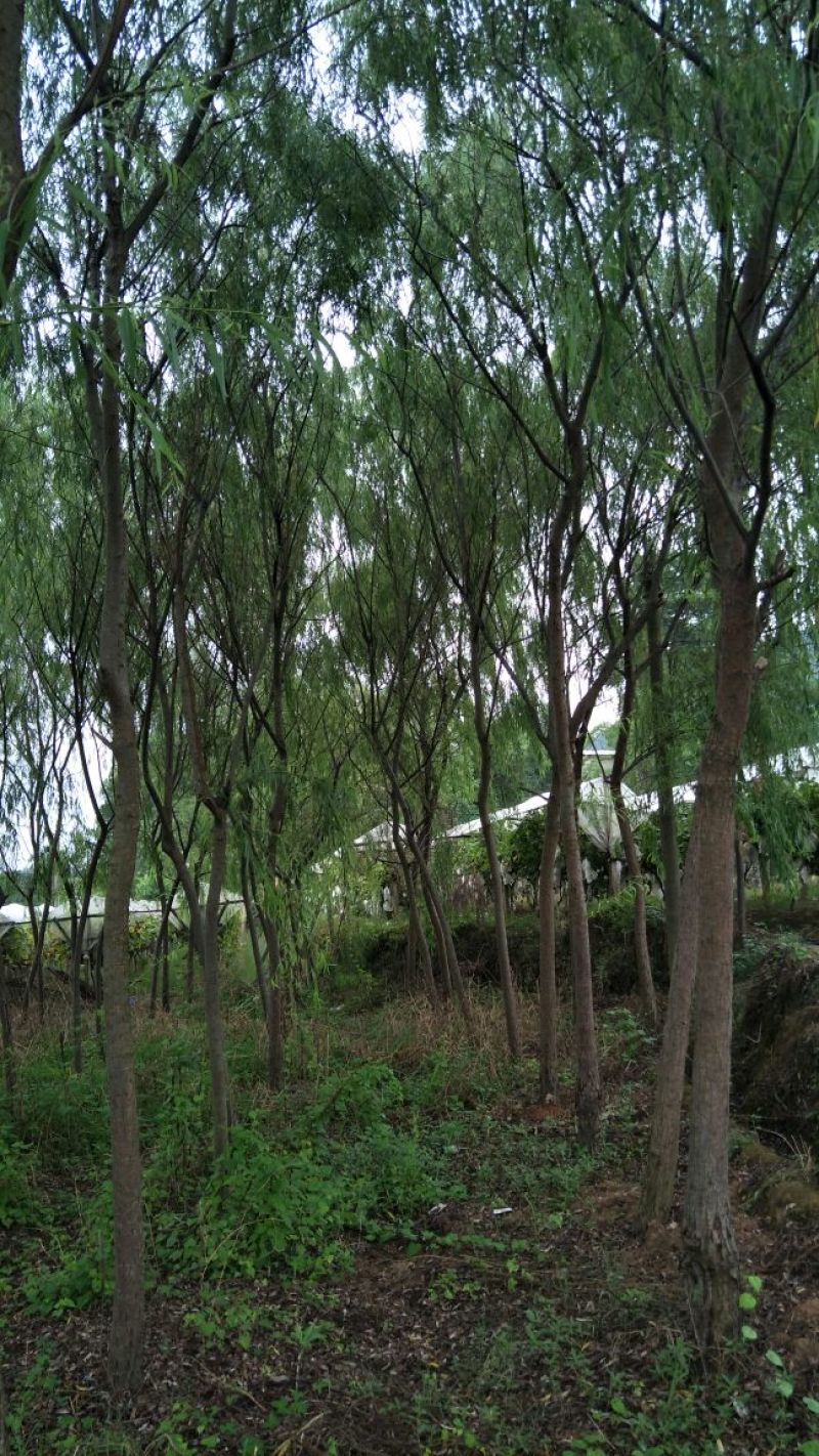 垂柳‘4公分，6公分，8公分，10公分大量有货