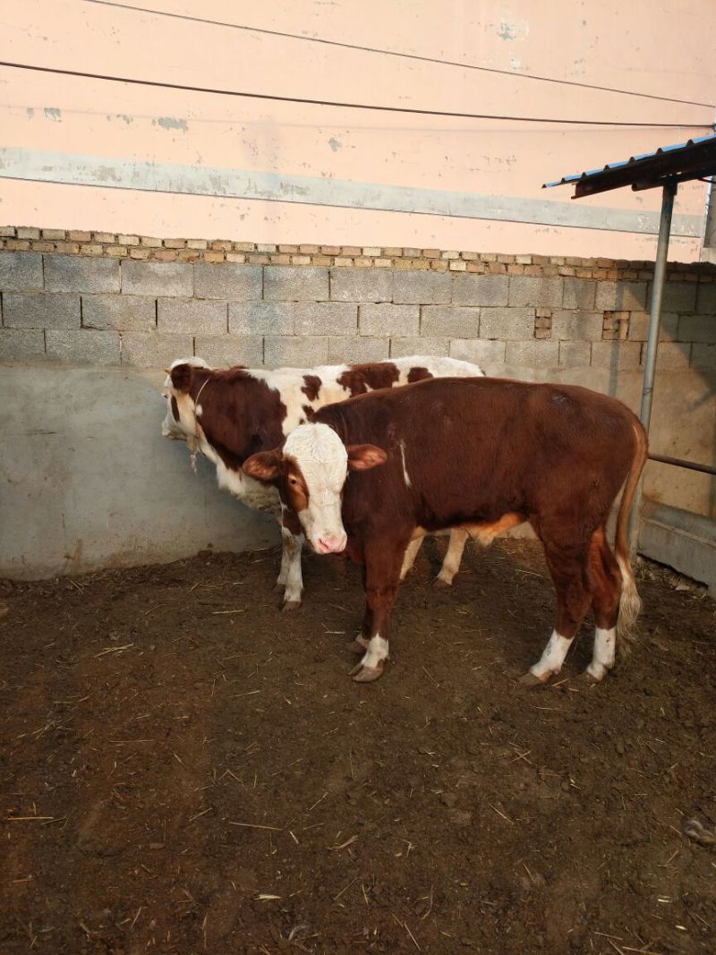 西门塔尔牛犊200~300kg
