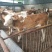 西门塔尔牛犊200~300kg