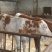 西门塔尔牛犊200~300kg