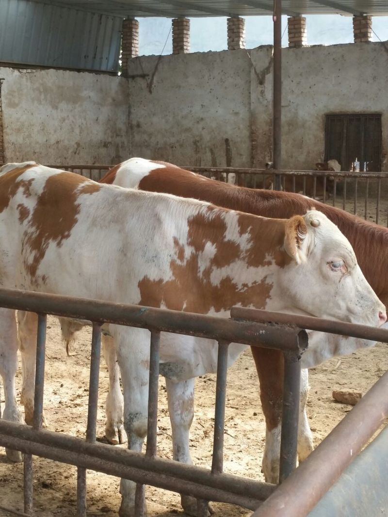 西门塔尔牛犊200~300kg