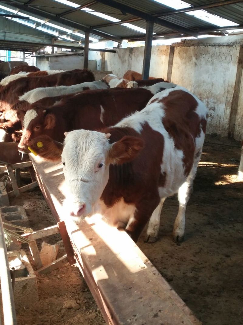 西门塔尔牛犊200~300kg