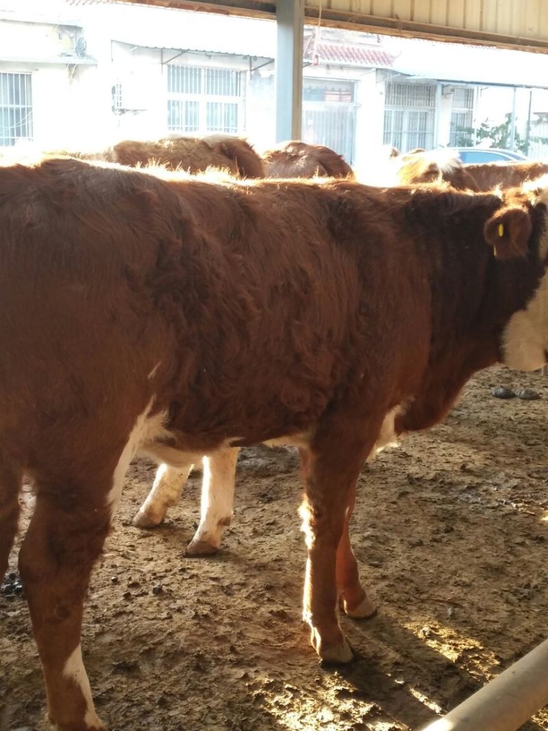 西门塔尔牛犊200~300kg