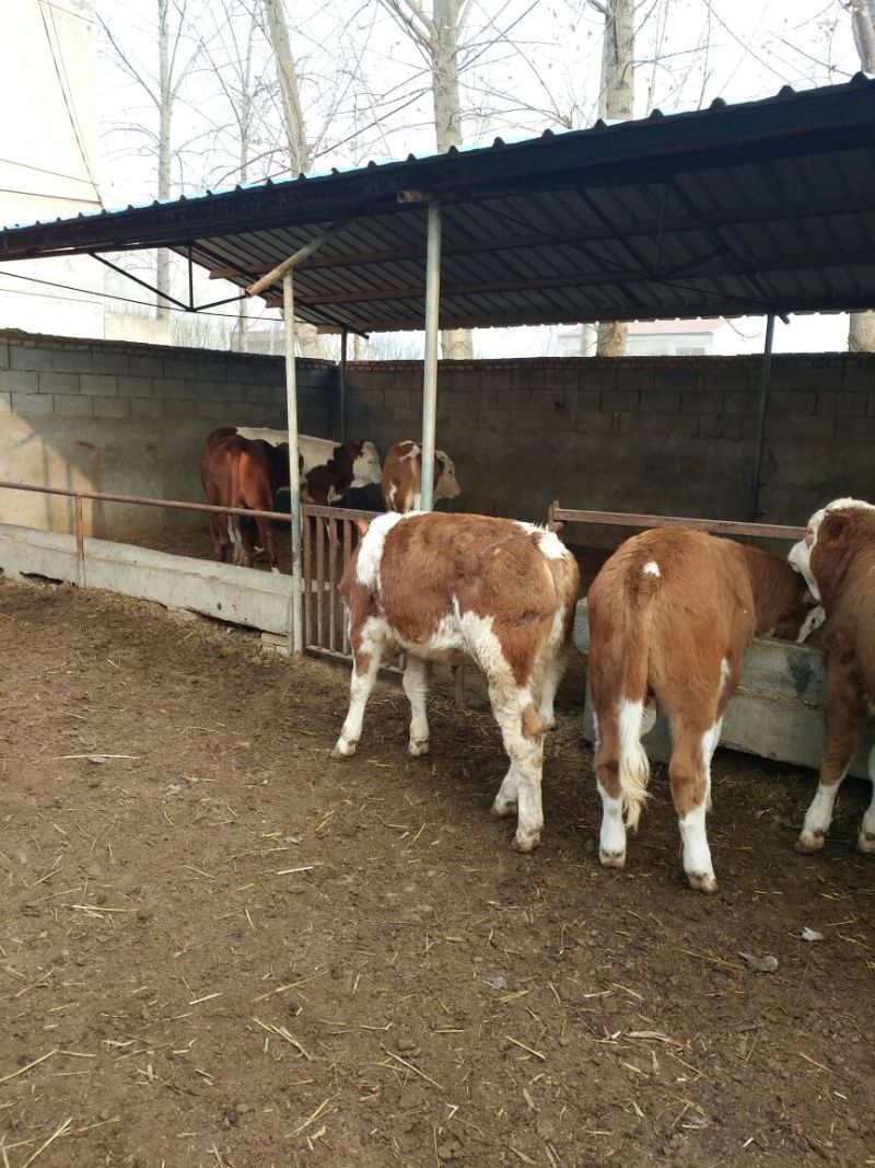 西门塔尔牛犊200~300kg