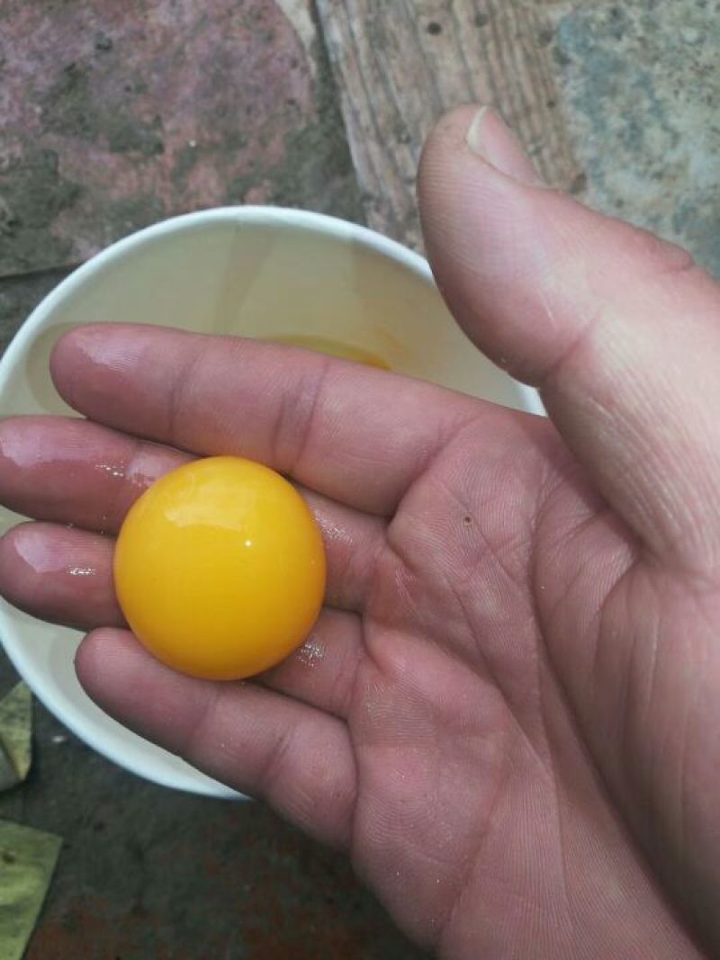 绿壳鸡蛋50~60g食用