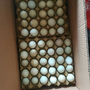 绿壳鸡蛋50~60g食用