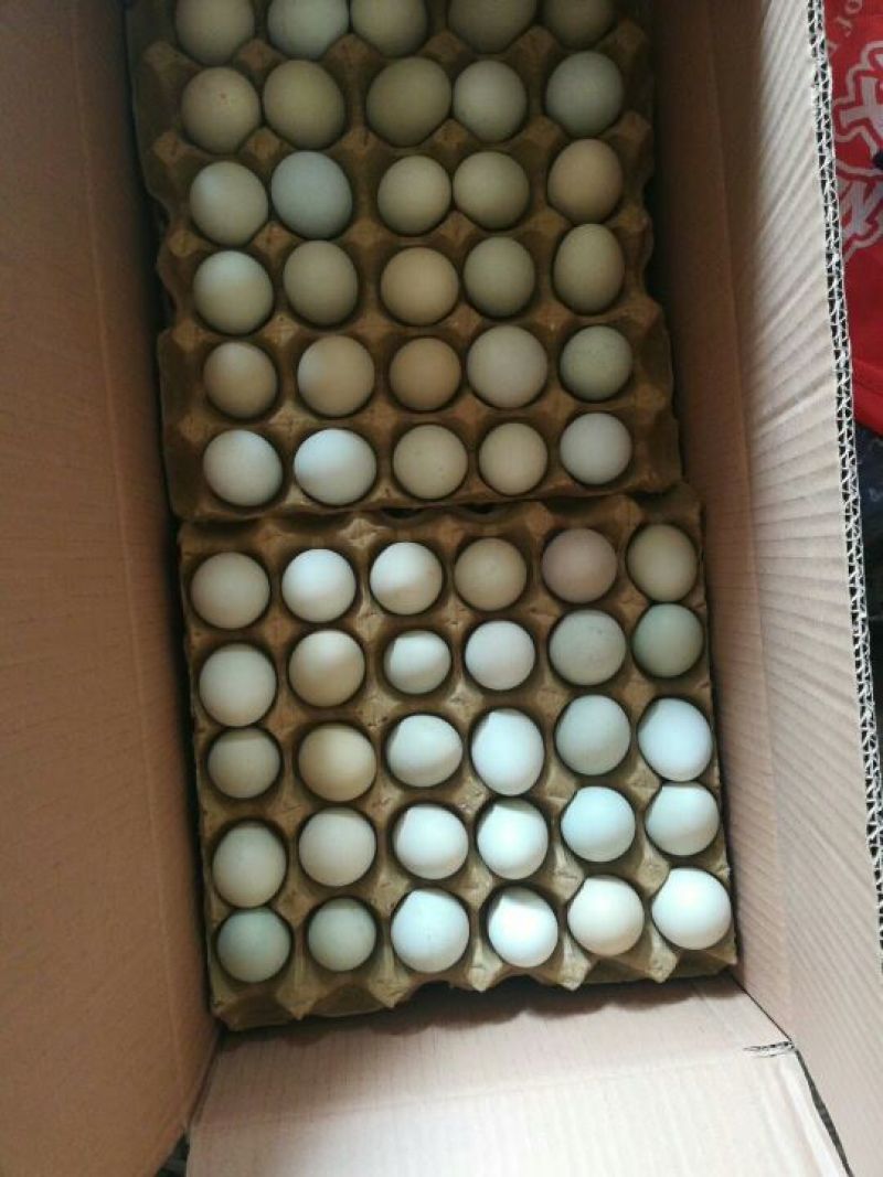 绿壳鸡蛋50~60g食用