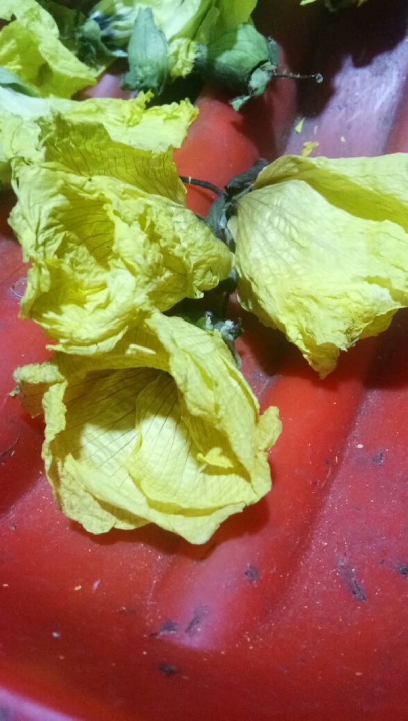 黄蜀葵花