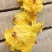 黄蜀葵花