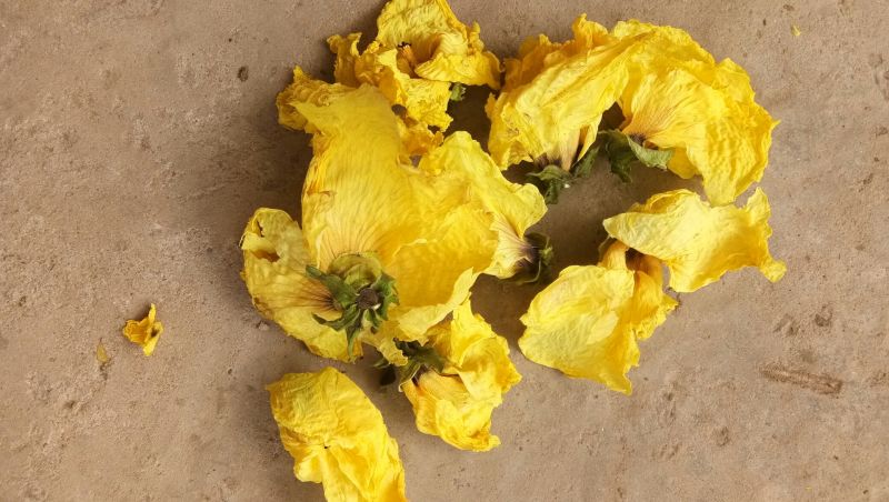 黄蜀葵花
