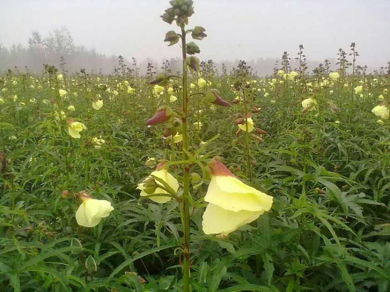 黄蜀葵花