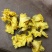 黄蜀葵花