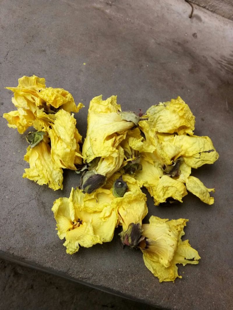黄蜀葵花
