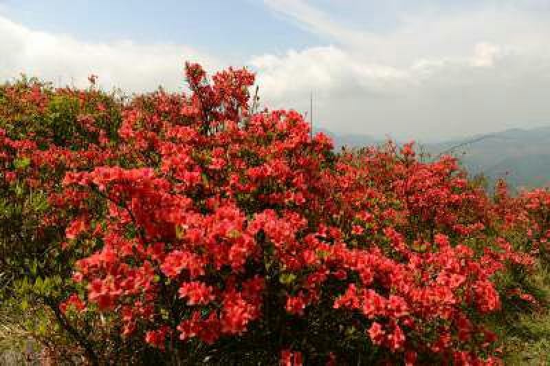 映山红树桩5~10cm