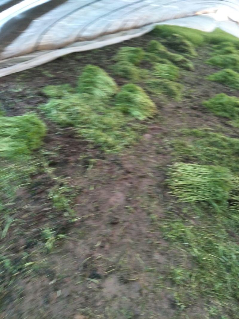 芦篙