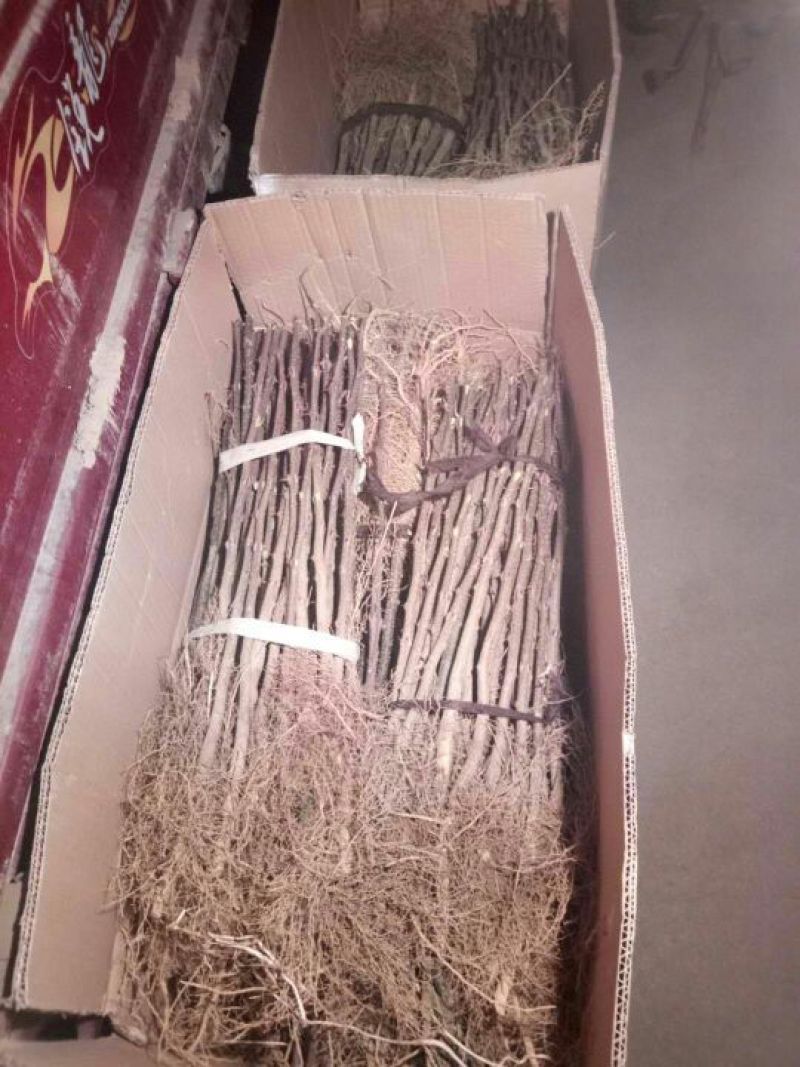 优质大红袍花椒苗0.5~1年苗，现挖现发，包成活
