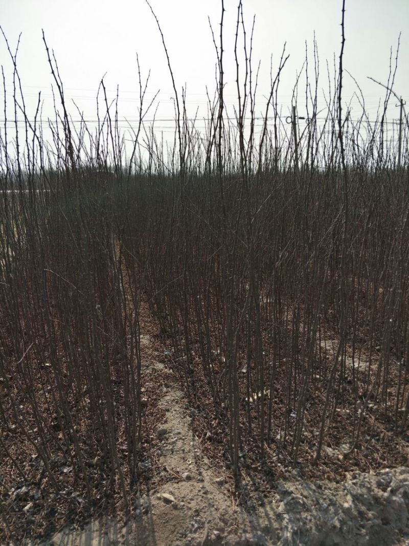 优质大红袍花椒苗0.5~1年苗，现挖现发，包成活