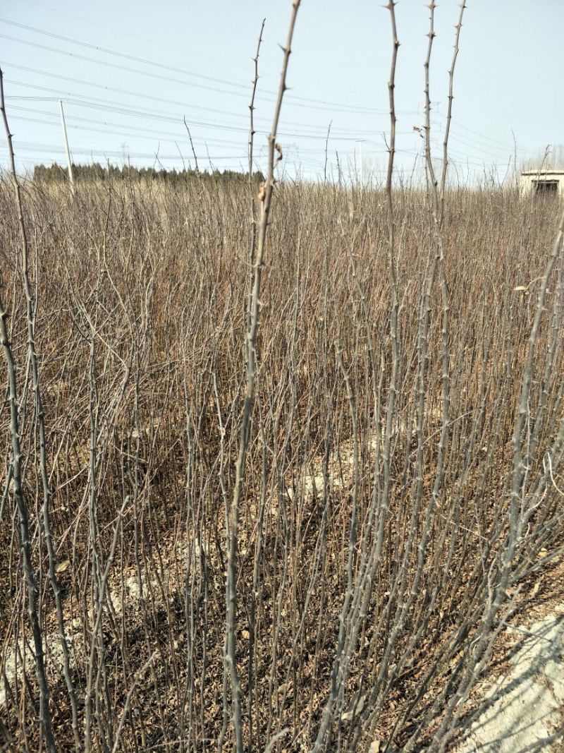优质大红袍花椒苗0.5~1年苗，现挖现发，包成活