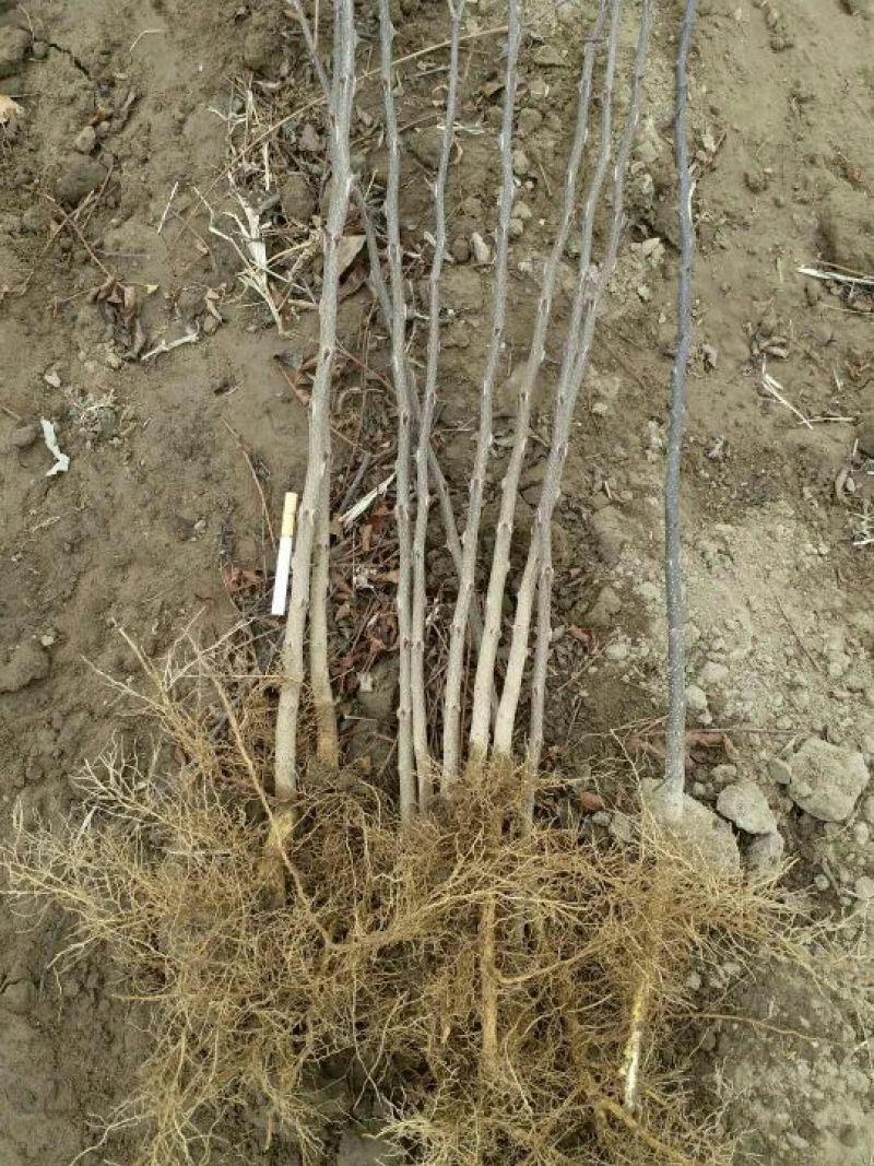 优质大红袍花椒苗0.5~1年苗，现挖现发，包成活
