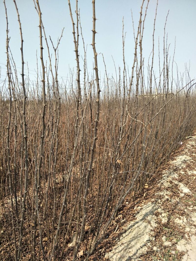 优质大红袍花椒苗0.5~1年苗，现挖现发，包成活