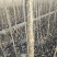 优质107杨树苗1-3公分苗圃直供，量大从优