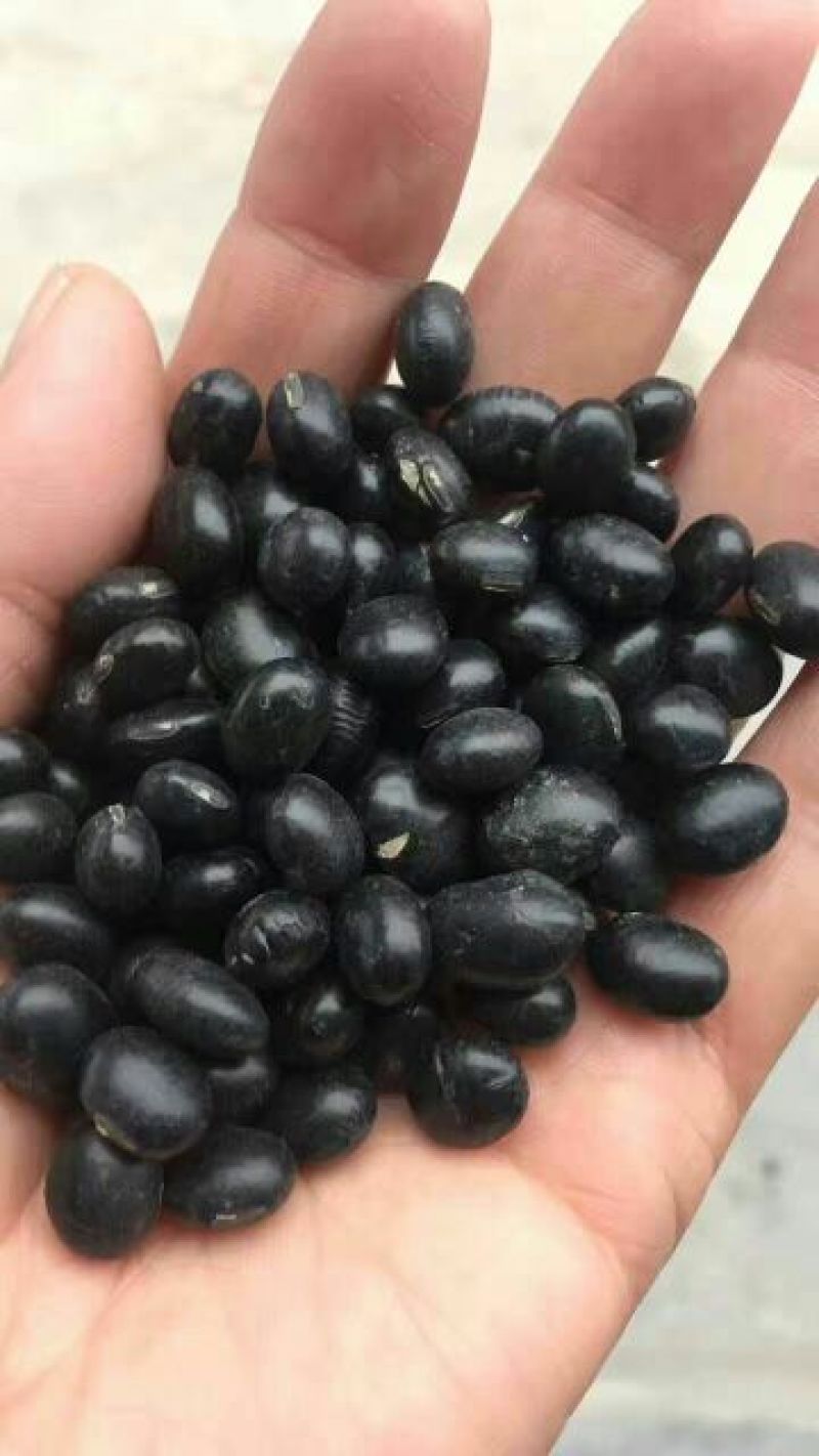 乌皮青仁豆袋装