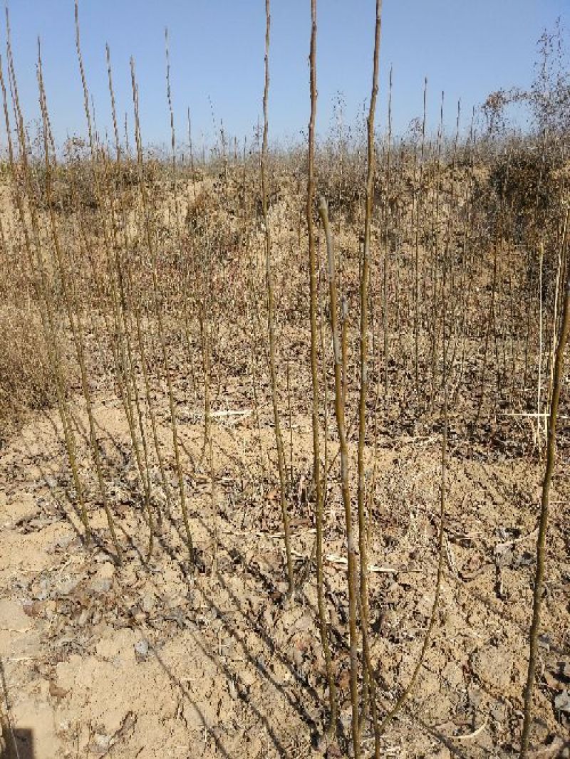 玉露香梨苗0.8~3cm150~200cm