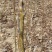 玉露香梨苗0.8~3cm150~200cm