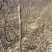 玉露香梨苗0.8~3cm150~200cm