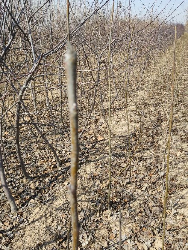 玉露香梨苗0.8~3cm150~200cm