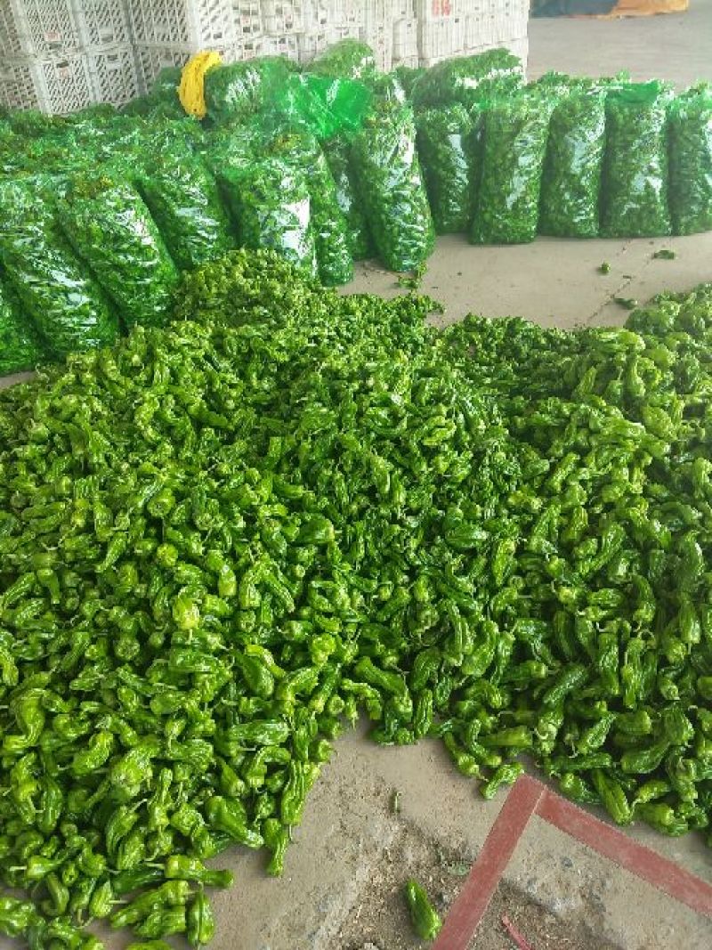 芜湖椒10~15厘米青微辣基地直供保证货源新鲜