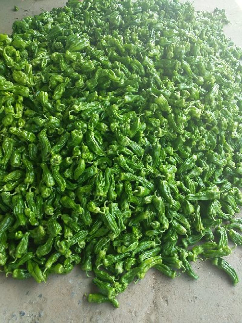 芜湖椒10~15厘米青微辣基地直供保证货源新鲜