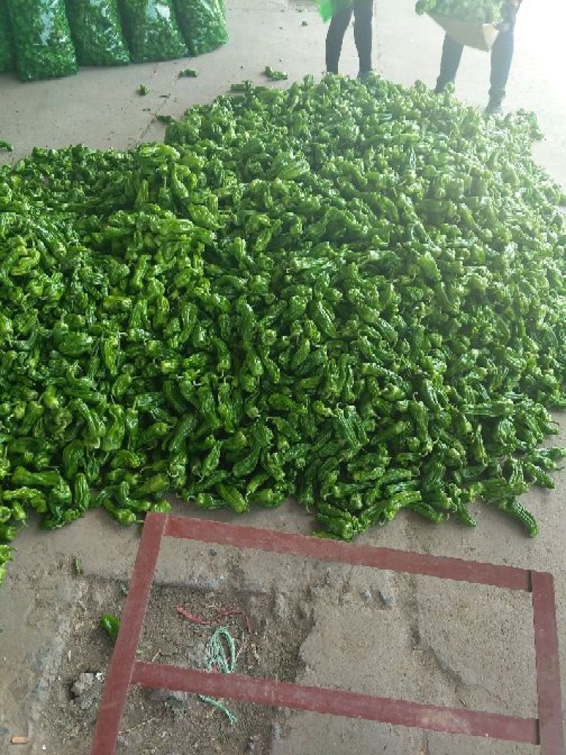 芜湖椒10~15厘米青微辣基地直供保证货源新鲜