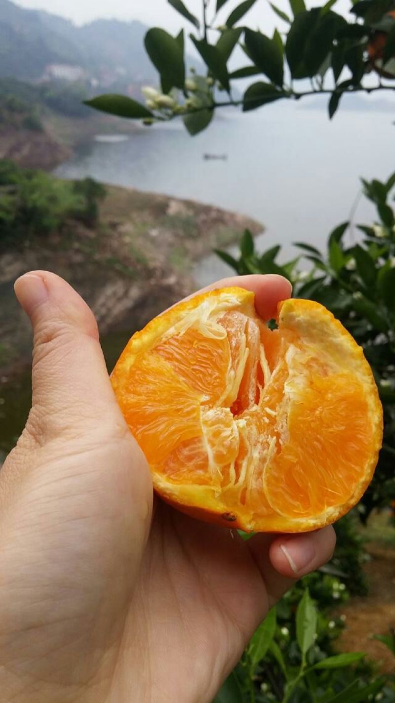 伦晚脐橙65~70mm欢迎选购！
