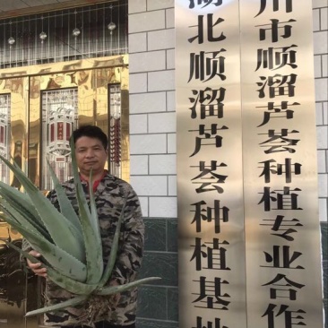 芦荟柱形20cm以上批发零售芦荟叶片芦荟基地发货