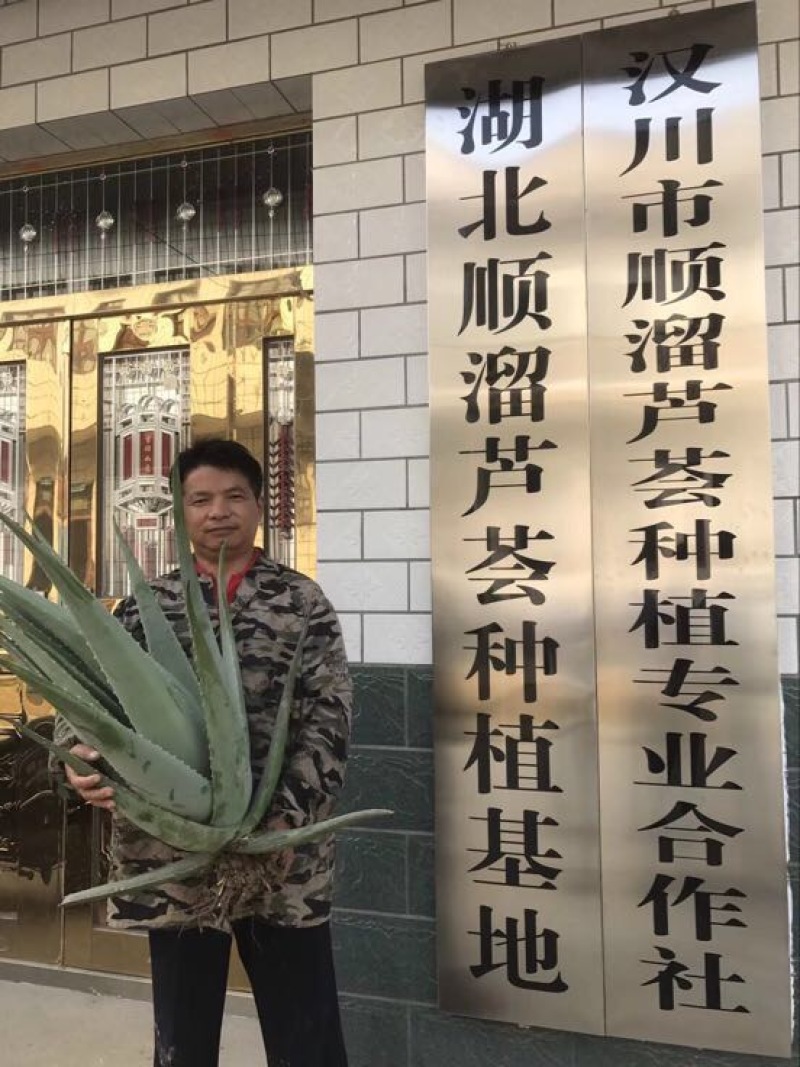 芦荟柱形20cm以上批发零售芦荟叶片芦荟基地发货