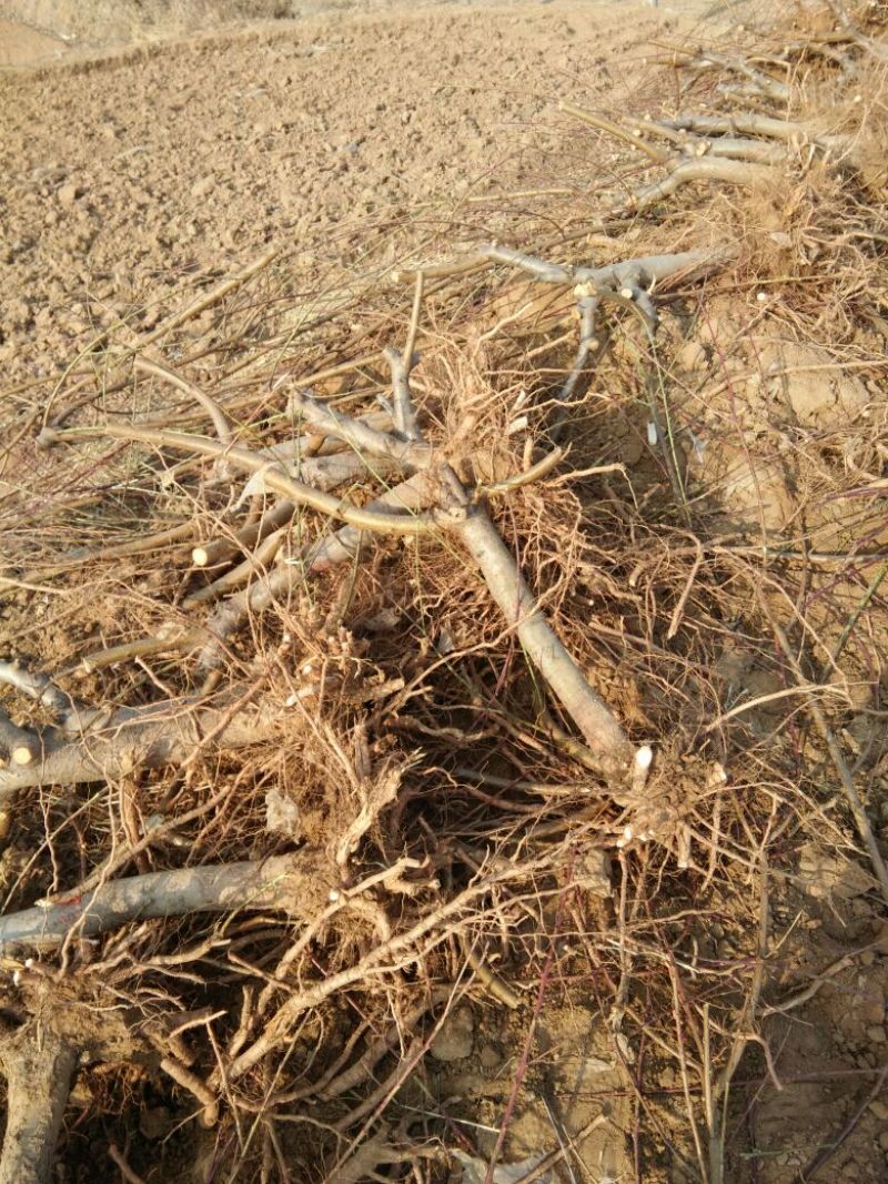 毛桃树苗80cm以上