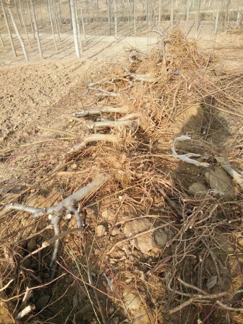 毛桃树苗80cm以上