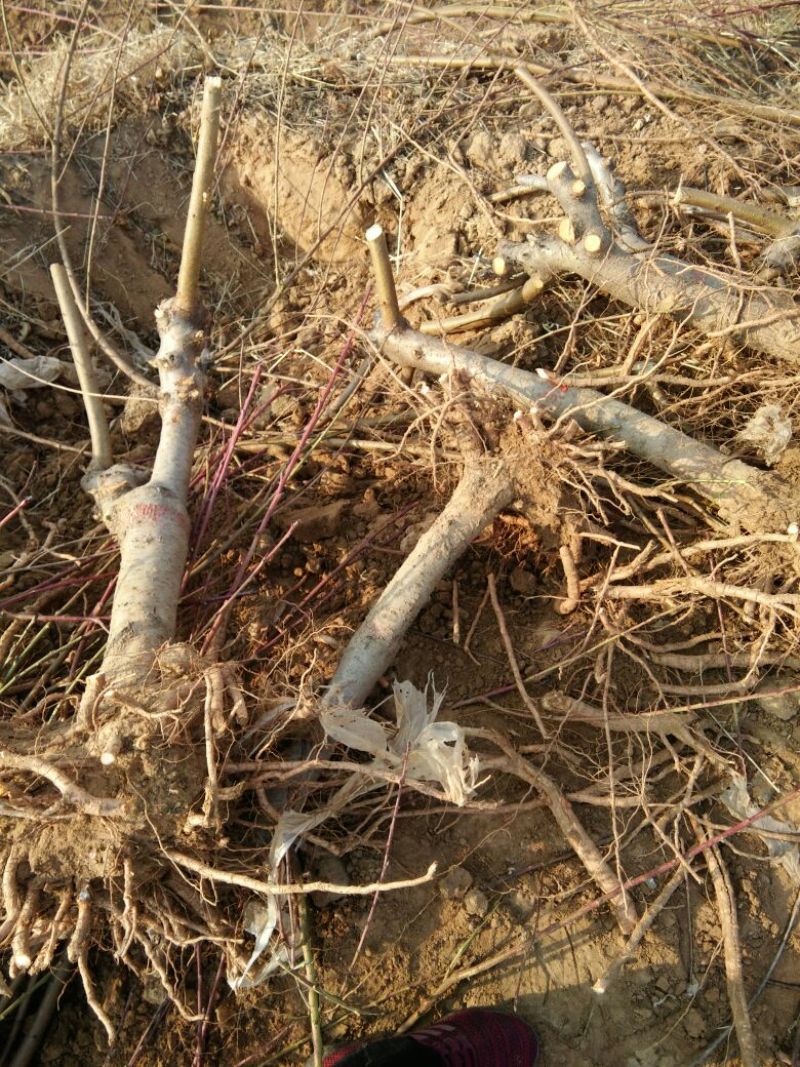 毛桃树苗80cm以上